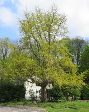 Image of Ginkgoopsida