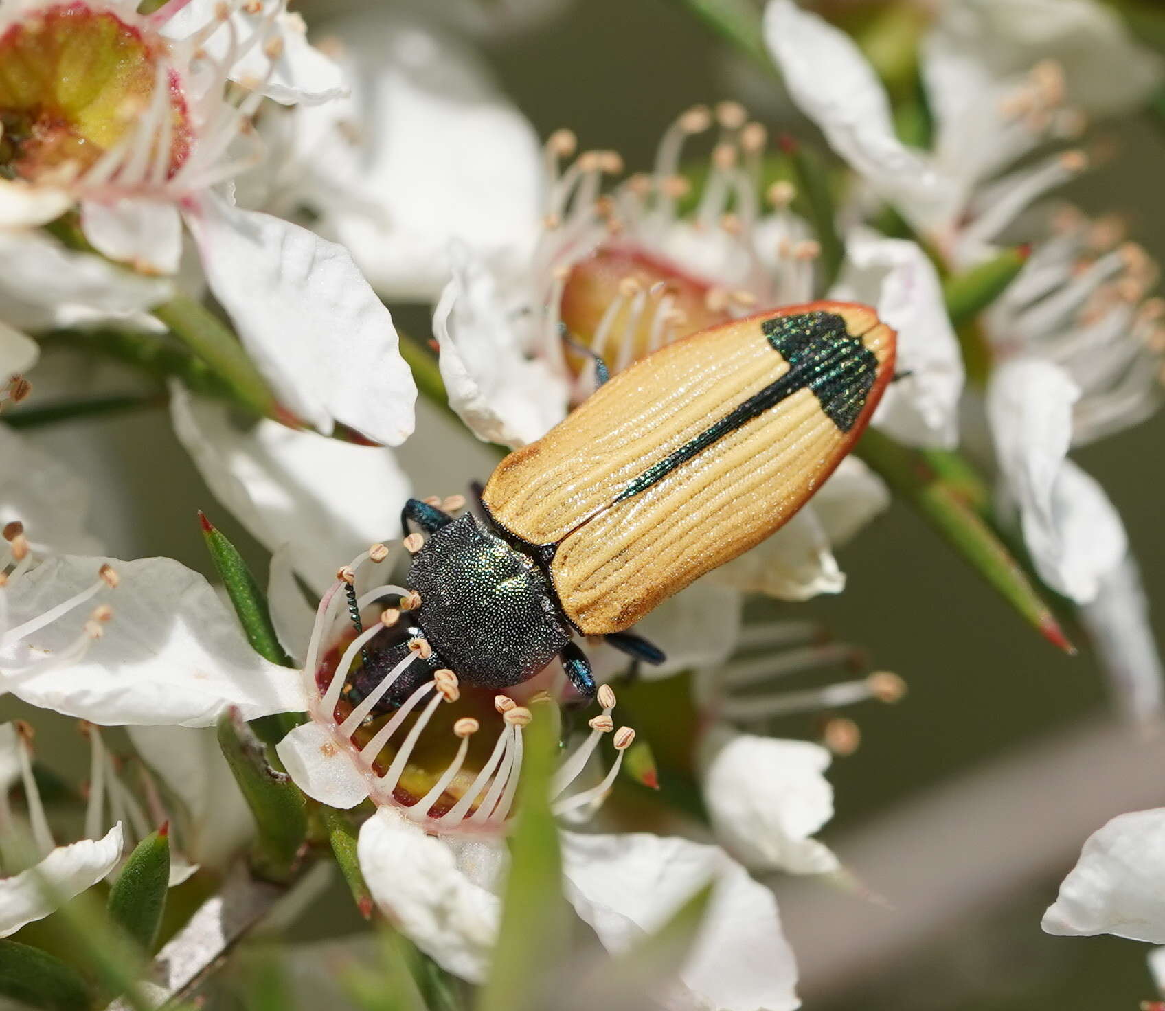 Image of Castiarina fossoria (Carter 1927)