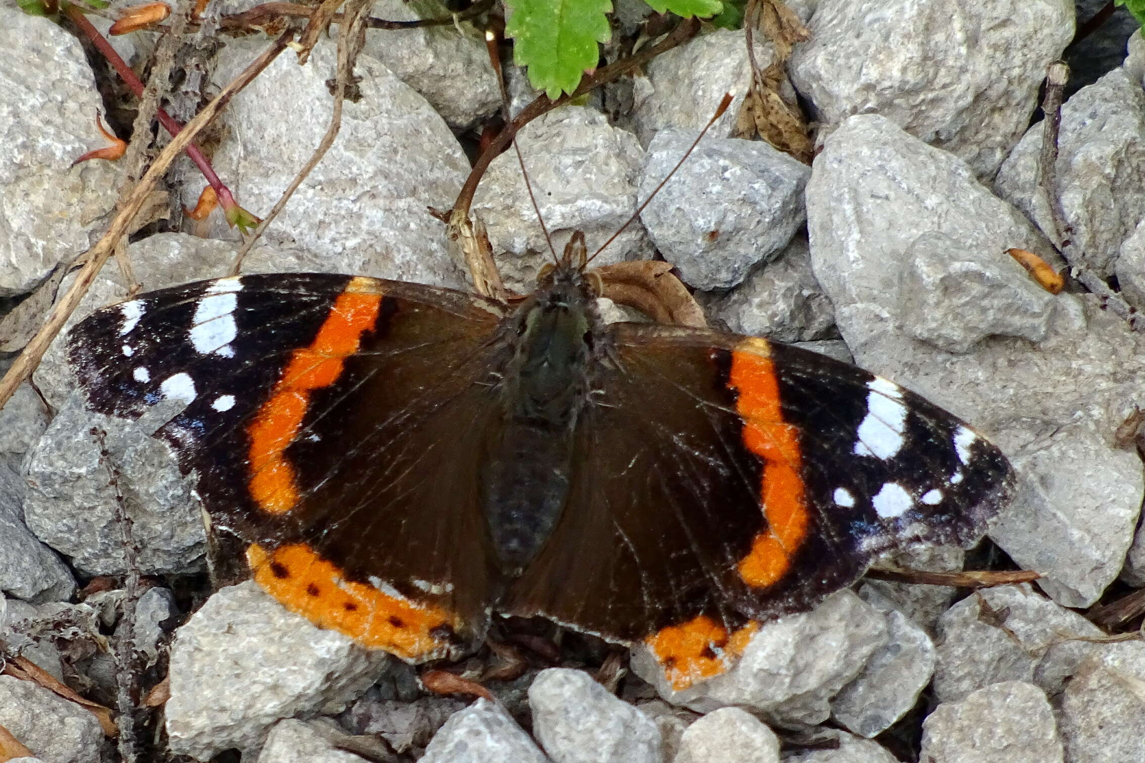 Image of Red Admiral