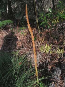 Image of Osmundastrum cinnamomeum Presl