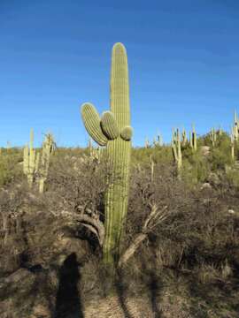 Image of saguaro