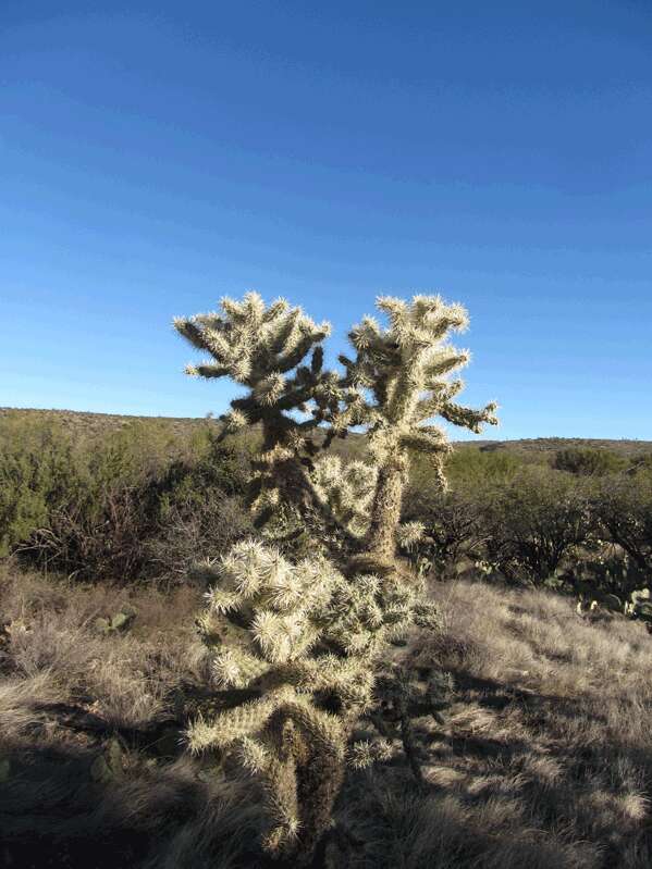 Image of Wiggins' cholla