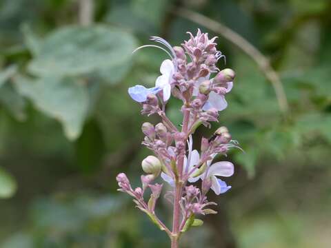 Слика од Rotheca serrata (L.) Steane & Mabb.