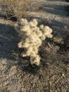 Image of Wiggins' cholla