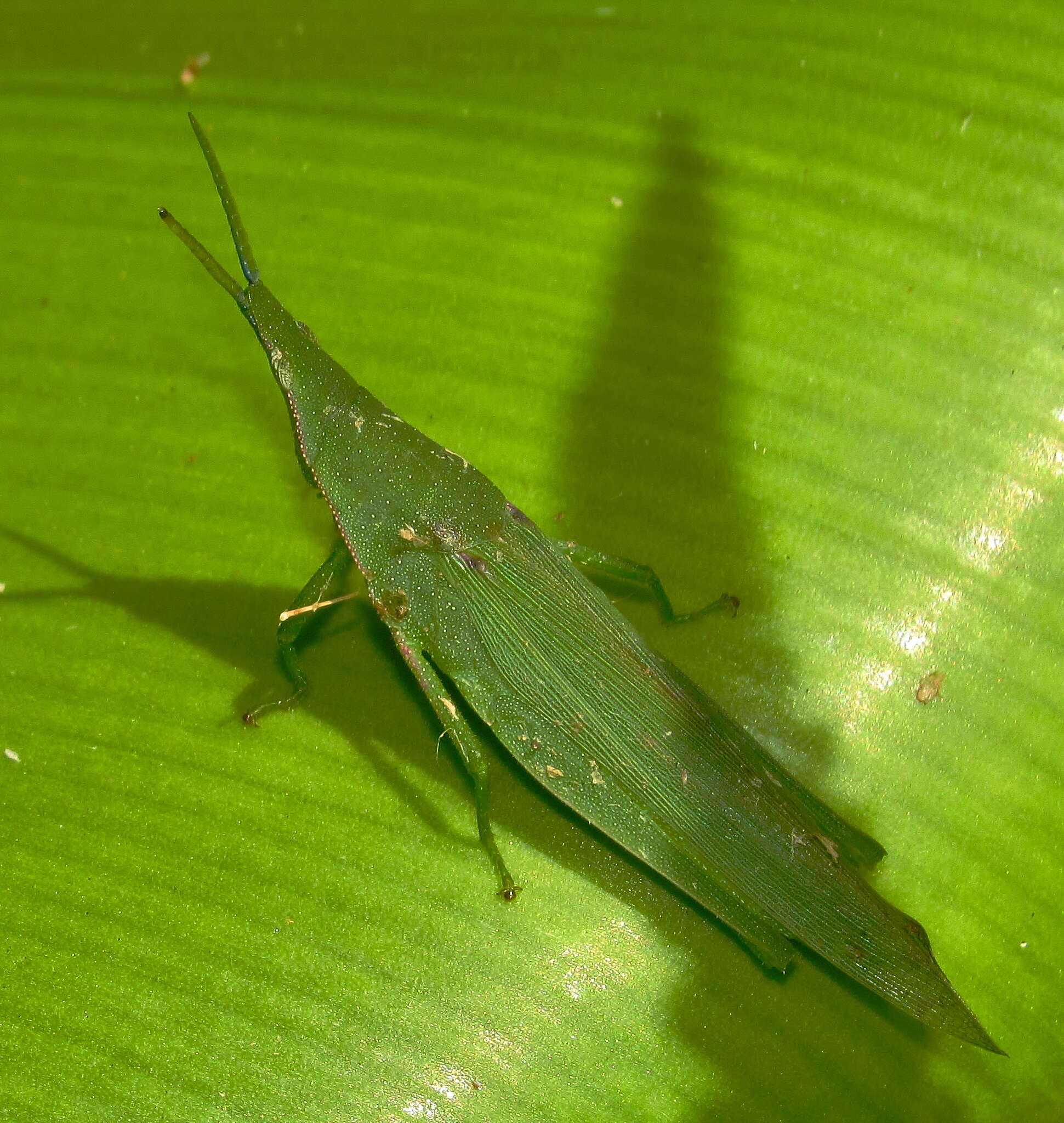 Plancia ëd Atractomorpha acutipennis gerstaeckeri Bolívar & I. 1884