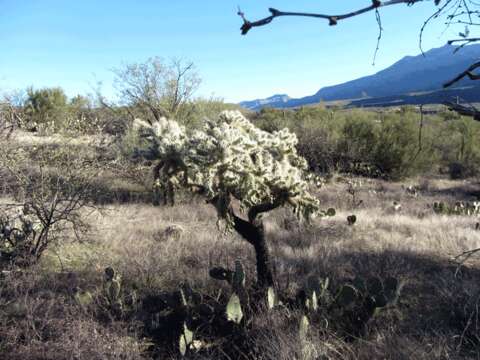 Image of jumping cholla