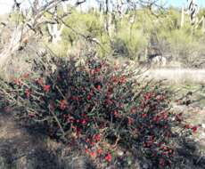 Image de Cylindropuntia leptocaulis (DC.) F. M. Knuth