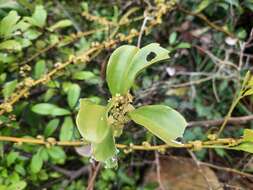 Image of Dendrotrophe varians (Bl.) Miq.