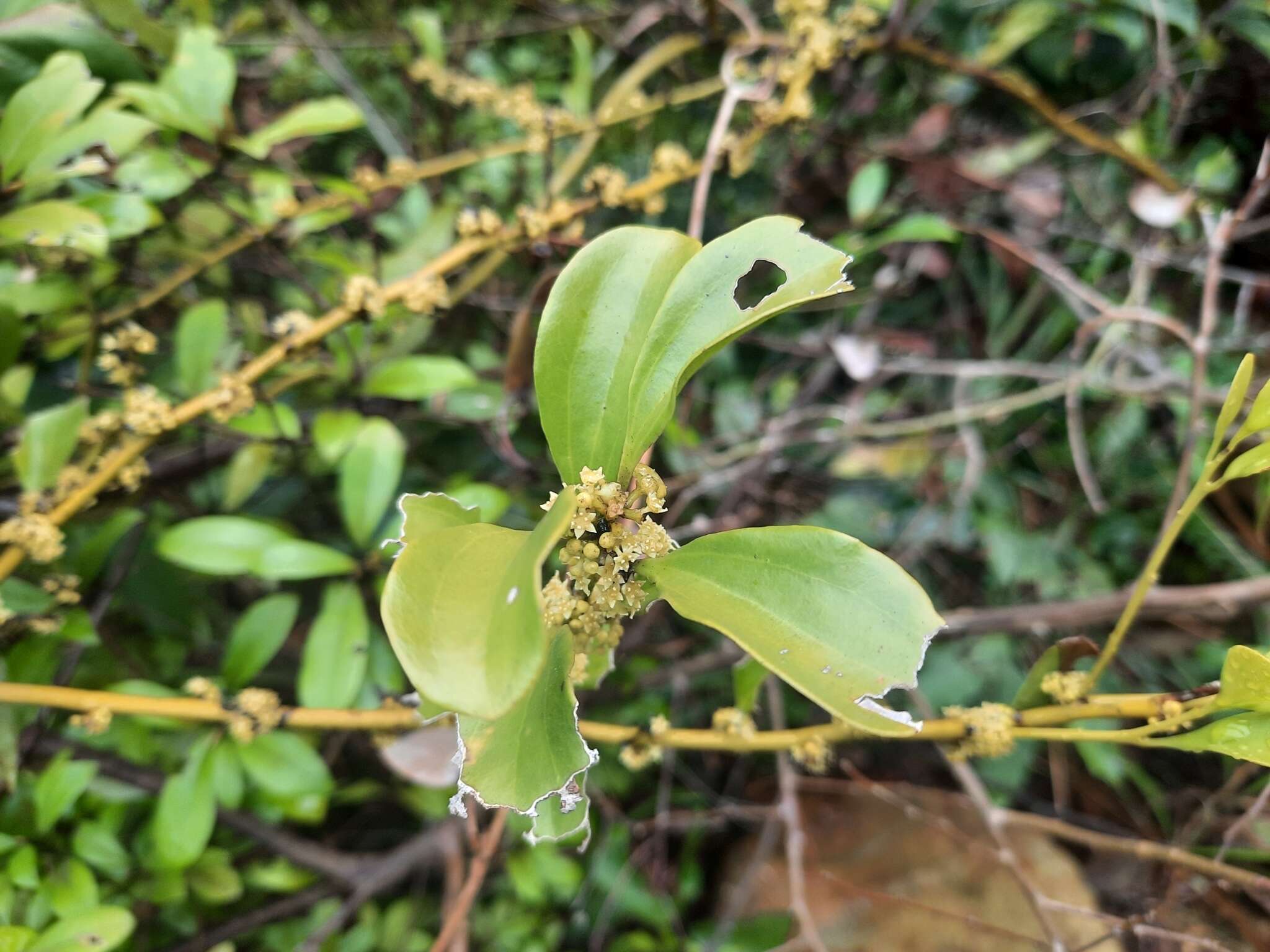 Dendrotrophe varians (Bl.) Miq. resmi