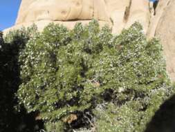 Image of Bigberry Juniper