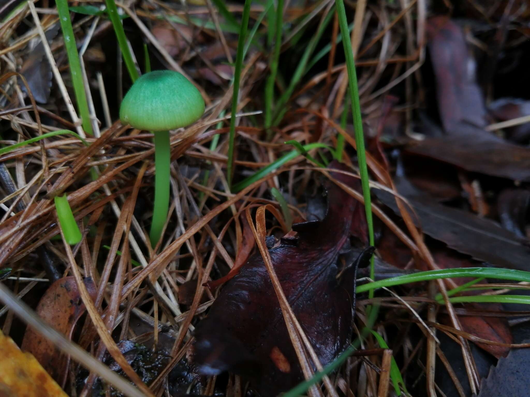 Imagem de Entoloma necopinatum E. Horak 1978