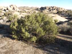 Image of Bigberry Juniper