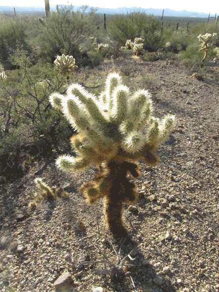 Image of teddybear cholla