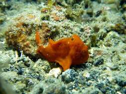 Image of Painted frogfish