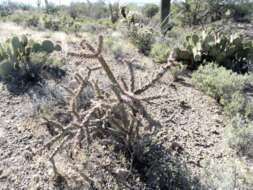 Image de Cylindropuntia acanthocarpa (Engelm. & J. M. Bigelow) F. M. Knuth