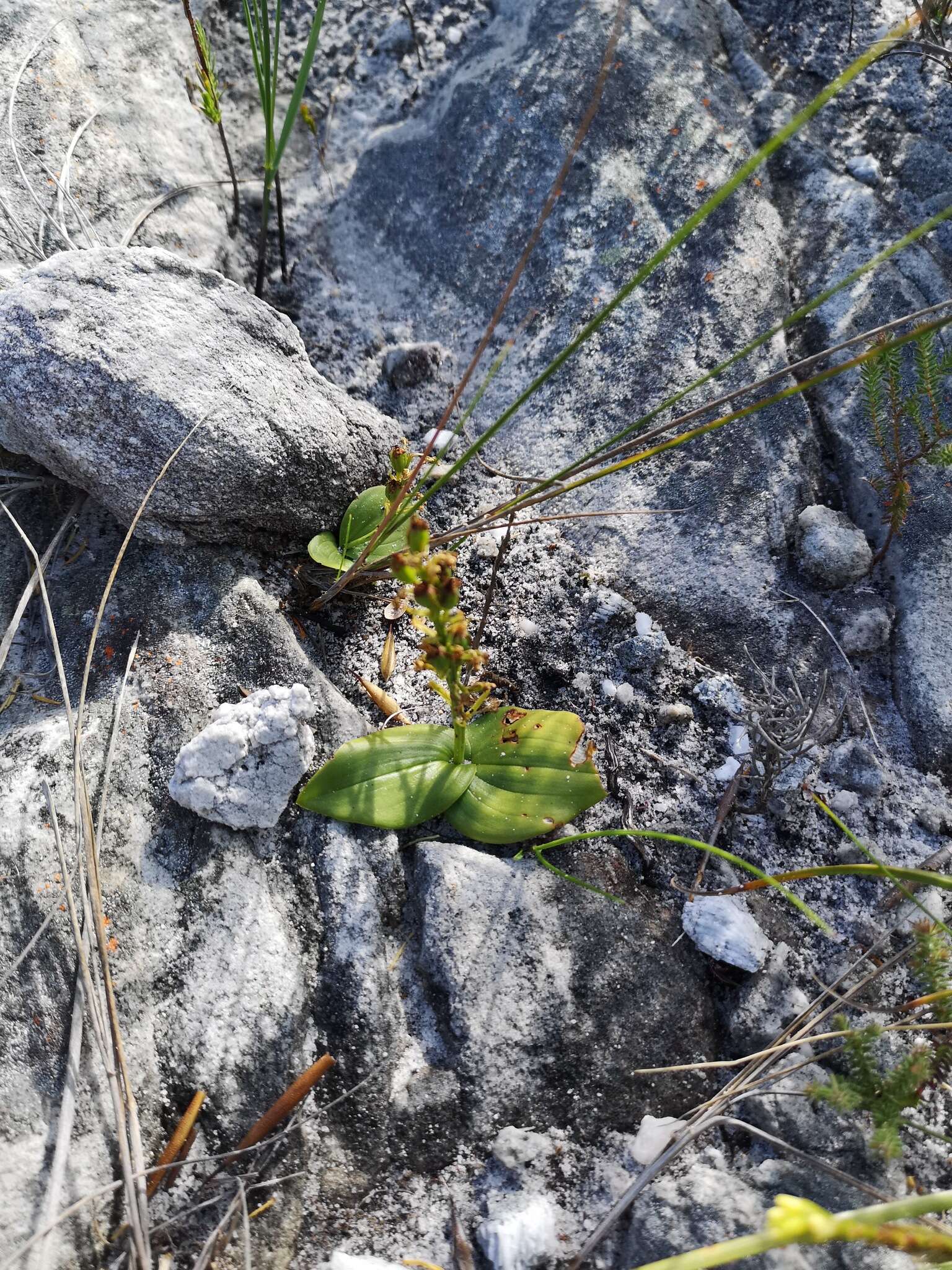 Image of Liparis capensis Lindl.