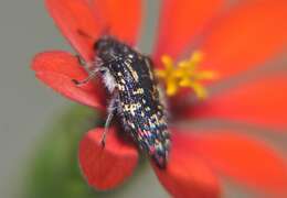 Image of Acmaeodera mudgei Westcott 2002