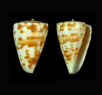 Image de Conus advertex (Garrard 1961)