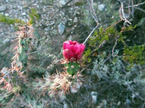 Imagem de Cylindropuntia acanthocarpa (Engelm. & J. M. Bigelow) F. M. Knuth