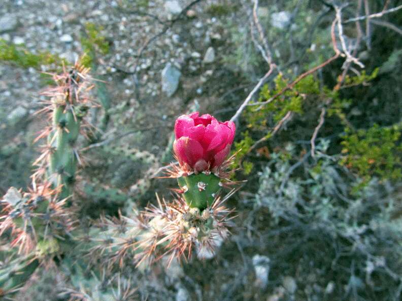 Image de Cylindropuntia acanthocarpa (Engelm. & J. M. Bigelow) F. M. Knuth