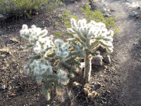 Image of teddybear cholla