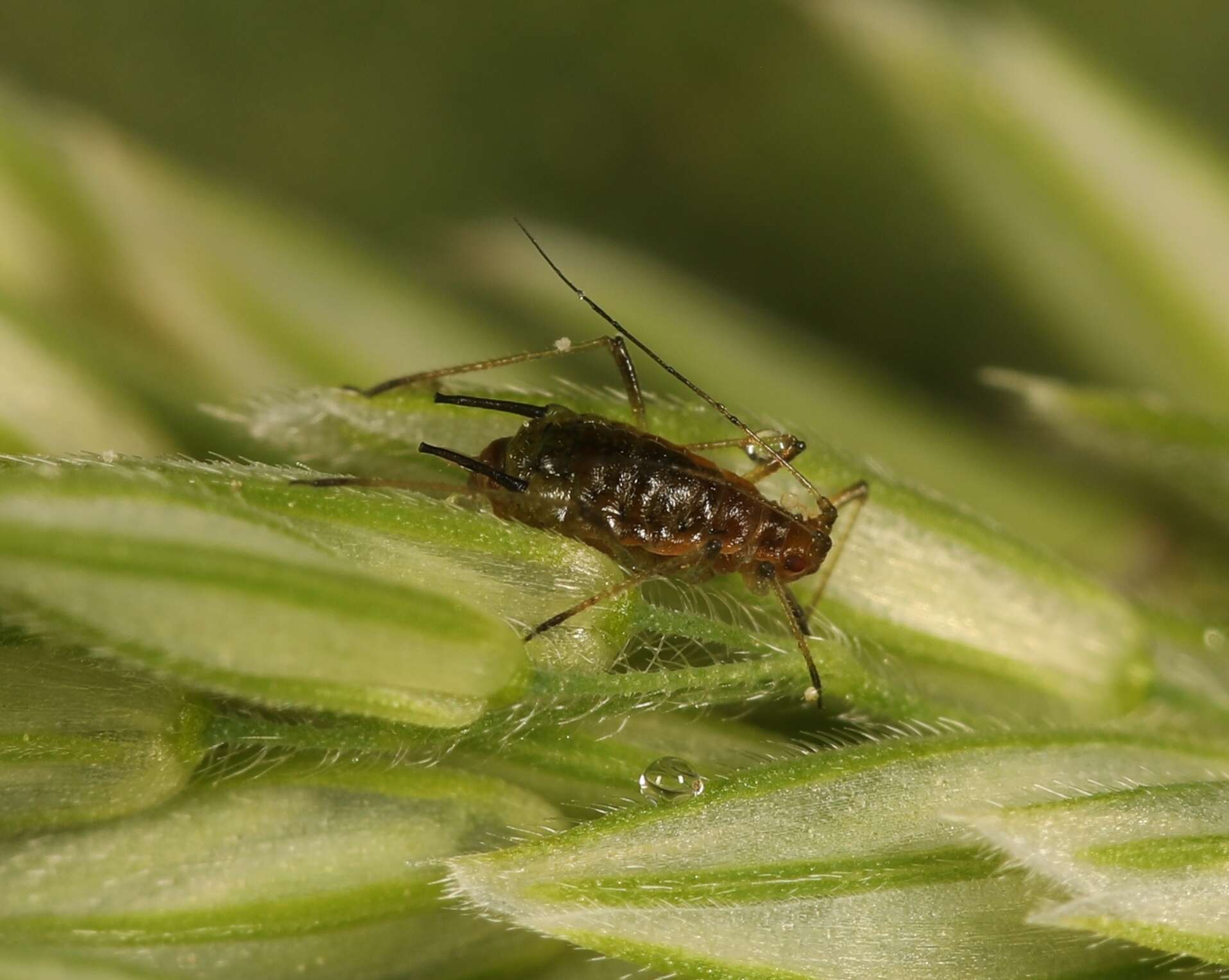 Image of Aphid