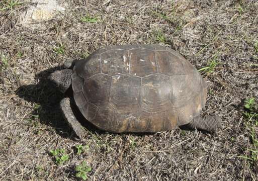 Image of (Florida) Gopher Tortoise