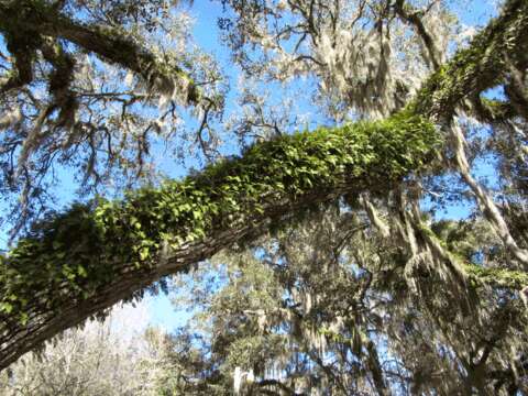 Image of resurrection fern