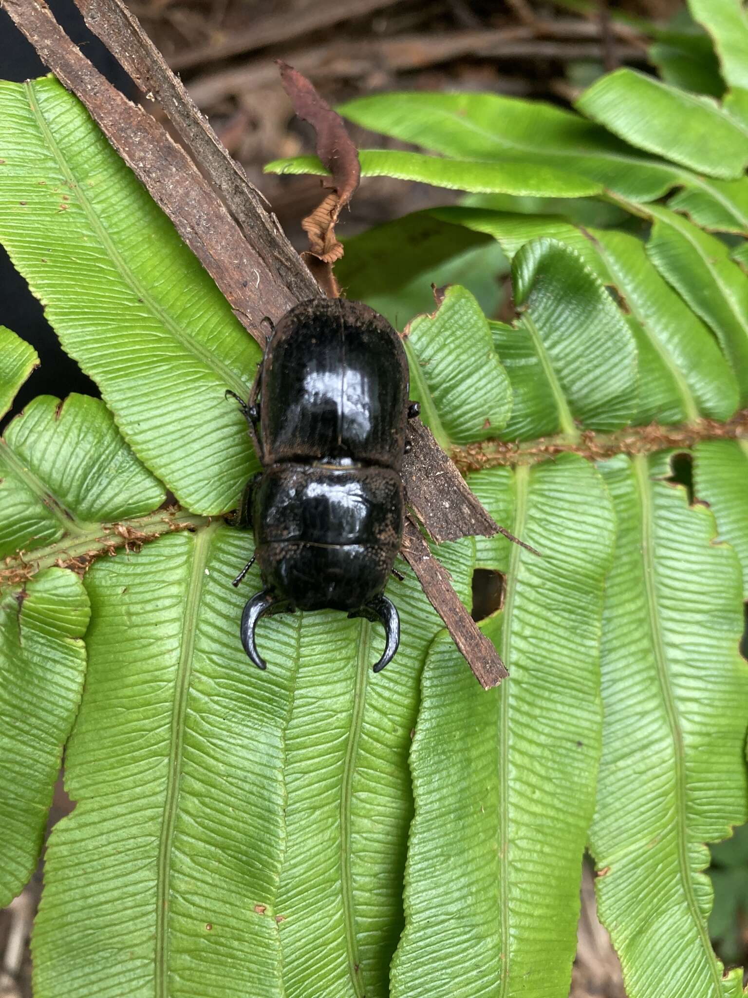 Image of Lissapterus howittanus (Westwood 1863)