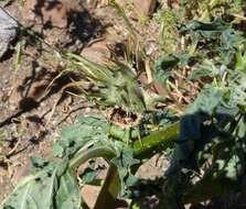 Image de Datura ferox L.