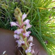 Image de Satyrium neglectum Schltr.