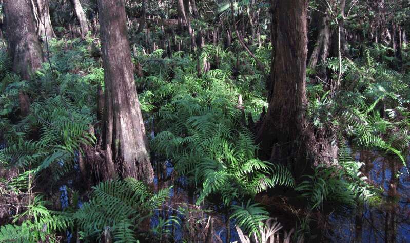 Image of Bald Cypress