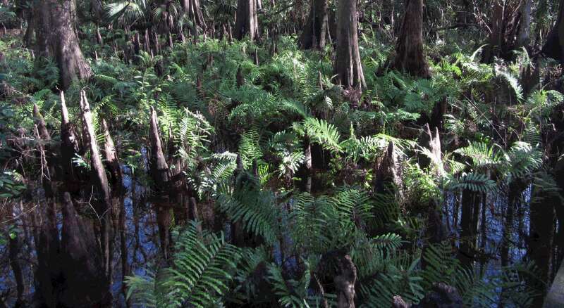 Image of Bald Cypress