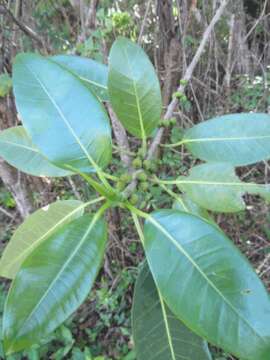 Ficus aurea Nutt.的圖片