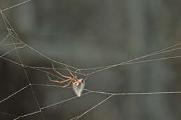 Image of Dewdrop spider