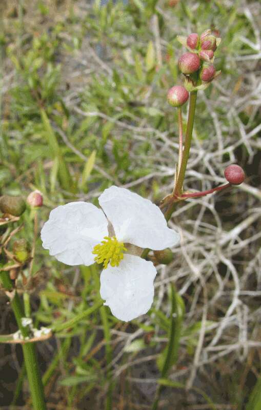 Sagittaria latifolia Willd. resmi