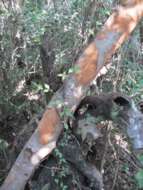 Image of Florida poisontree