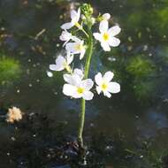 Image of Featherfoil