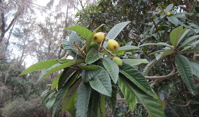 Image of loquat