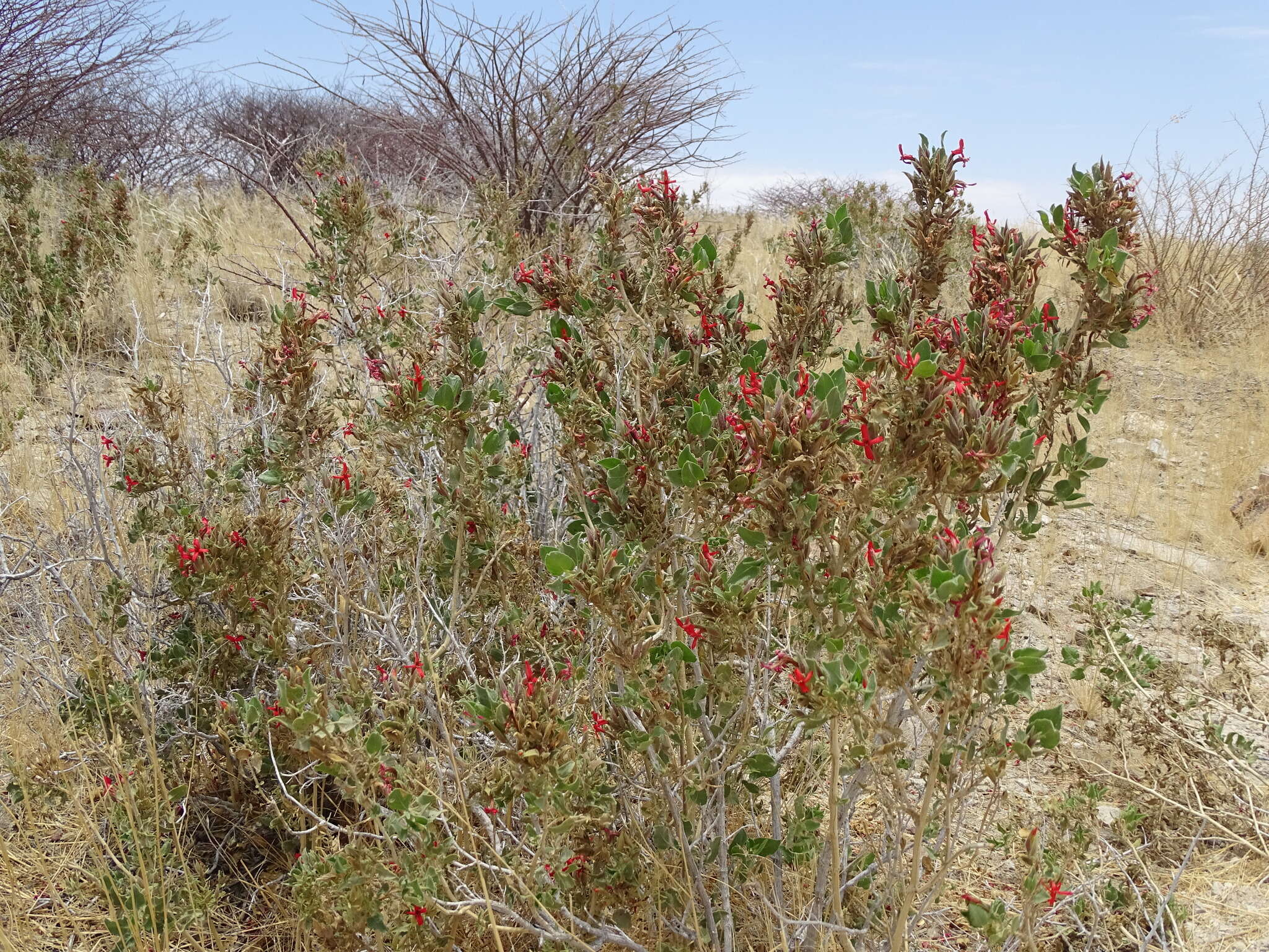 Image of Petalidium coccineum S. Moore