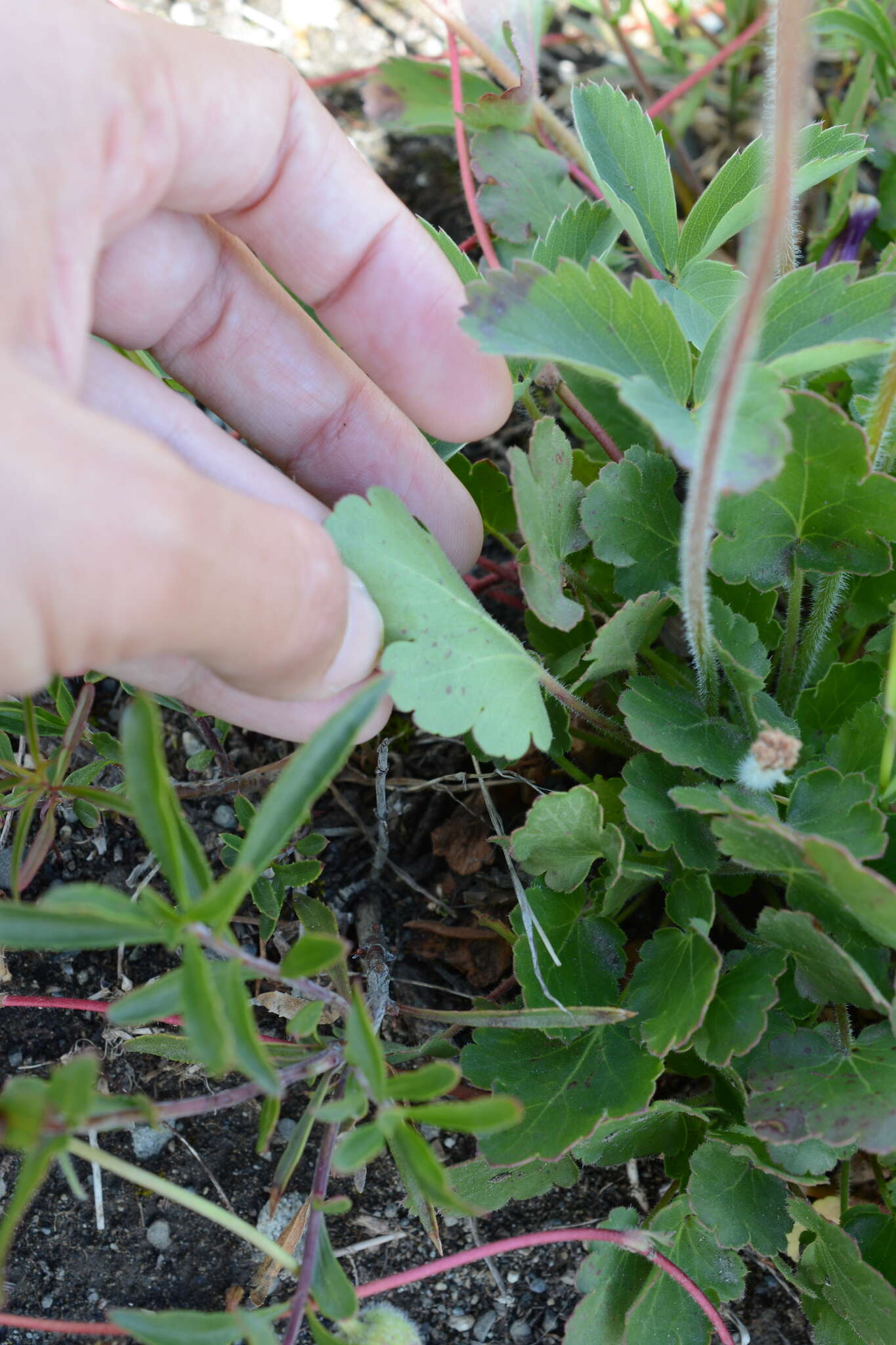 Image of roundleaf alumroot