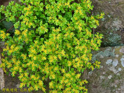 Sivun Sedum formosanum N. E. Br. kuva