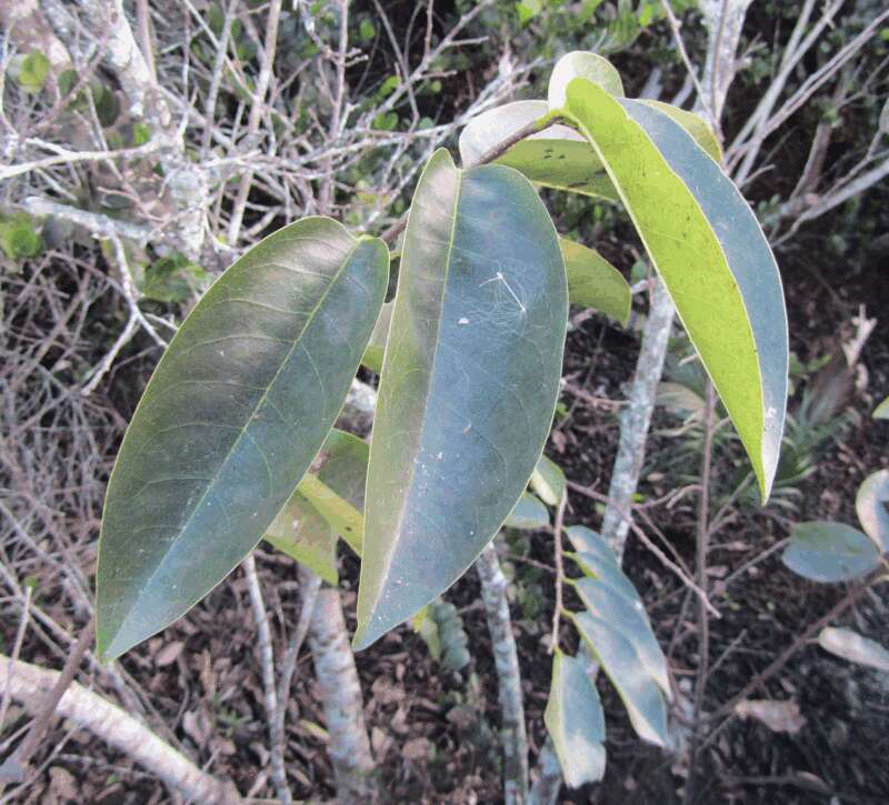 Слика од Annona glabra L.