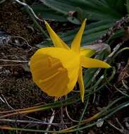 Image of petticoat daffodil