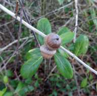 Image of Myrtle Oak