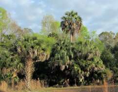 Image of Cabbage Palm