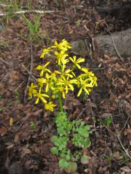 Image of butterweed