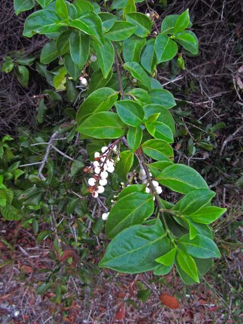 Image de Chiococca alba (L.) Hitchc.