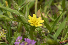 Image of Hyoseris scabra L.