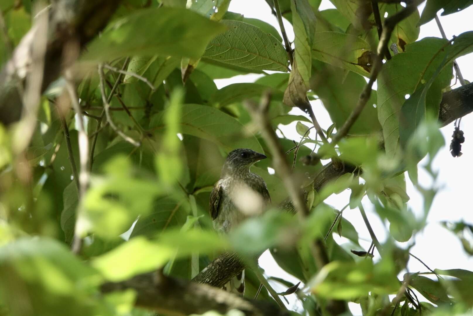 Image of Scaly-throated Honeyguide